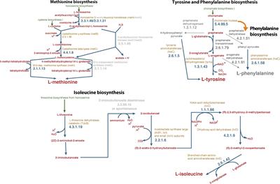 Genome-Based Metabolic Reconstruction Unravels the Key Role of B12 in Methionine Auxotrophy of an Ortho-Phenylphenol-Degrading Sphingomonas haloaromaticamans